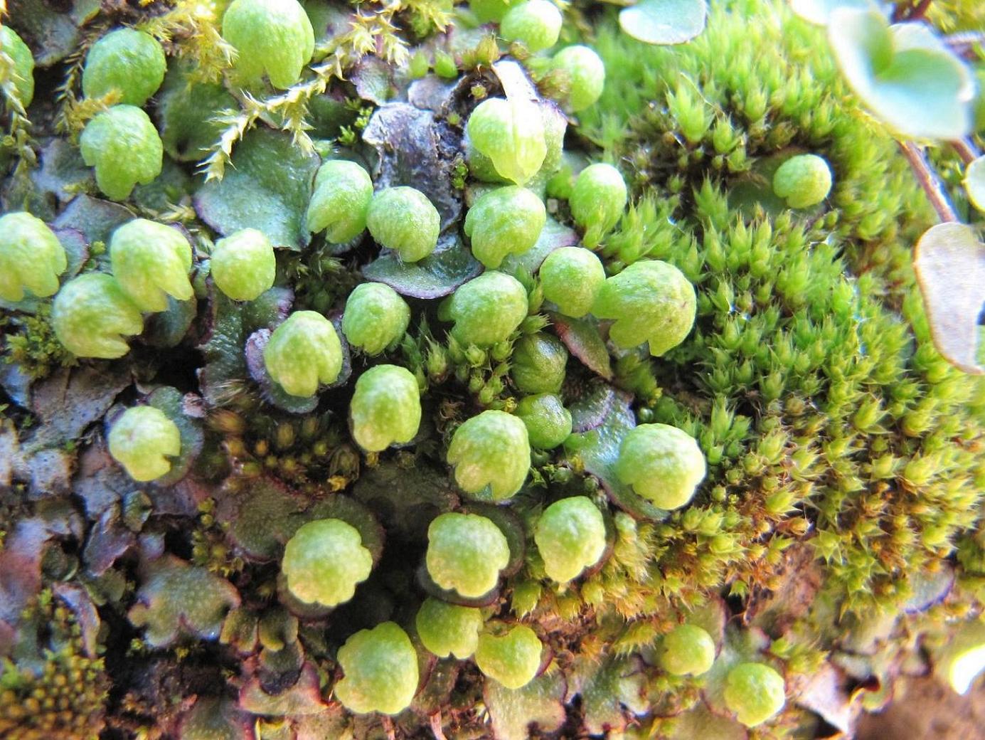 Lunularia? no, cfr. Reboulia hemisphaerica